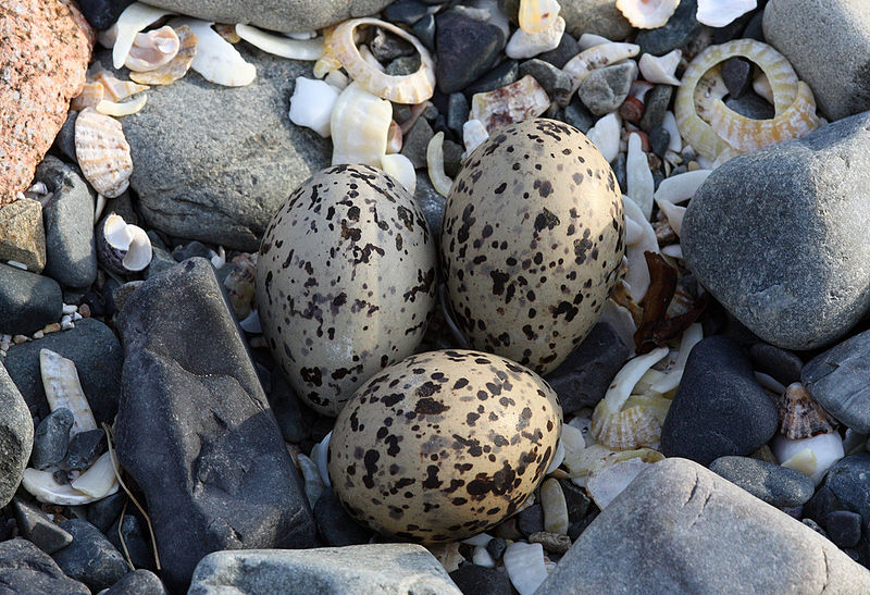 File:Haematopus ostralegus -Jersey, British Crown Dependency -eggs-8.jpg