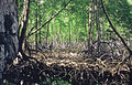 Mangrovenwald im Nationalpark Los Haitises, Dominikanische Republik