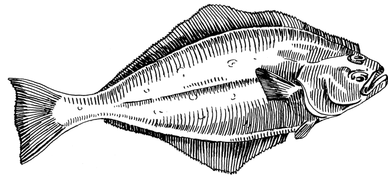 File:Halibut Fish (PSF).png
