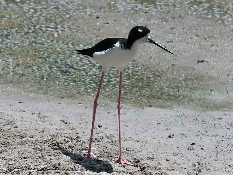 File:Hawaiian Stilt RWD4.jpg