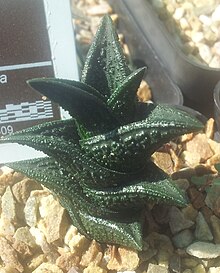 Haworthia var nigra nigra 2.jpg