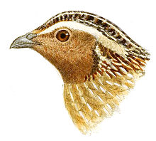 Drawing of the head of a Japanese quail Head of Coturnix japonica - Herbert Goodchild.jpg