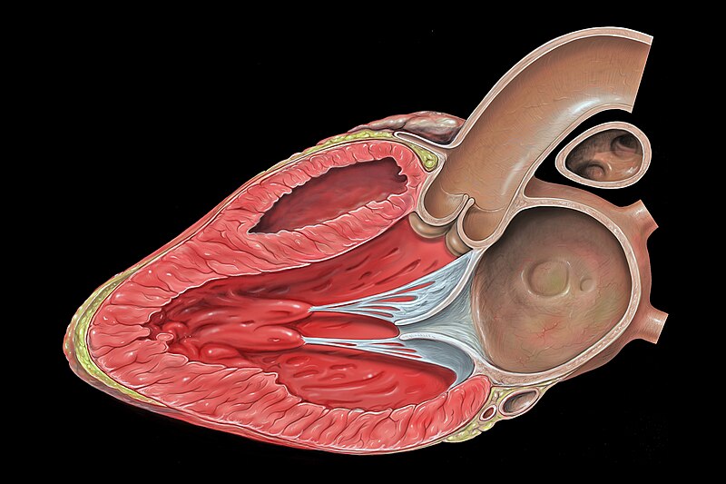 File:Heart lpla echo view.jpg