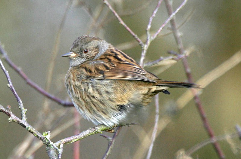 File:Hedge Accentor 191204W.jpg