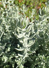 Helichrysum dasyanthum