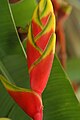 Heliconia rostrata opening bud