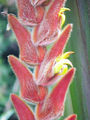 Heliconia vellerigera1.jpg