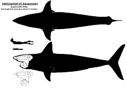 Helicoprion skeletal.jpg