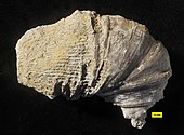Fossil of the Middle Devonian horn coral Heliophyllum Heliophyllum halli Bethany Center Centerfield 2.jpg