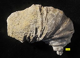 Fossil of the Middle Devonian horn coral Heliophyllum Heliophyllum halli Bethany Center Centerfield 2.jpg