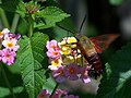 Hemaris thysbe Hummingbird Clearwing Moth