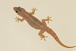 Nikwata (Hemidactylus frenatus)