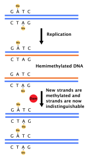 DNA adenine methylase Prokaryotic enzyme