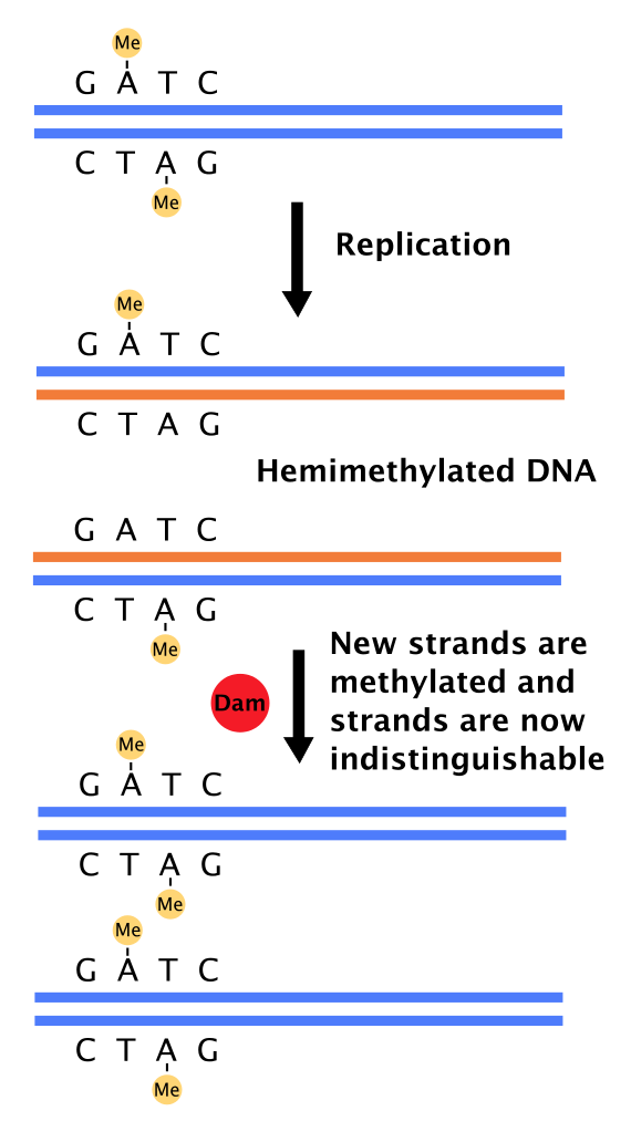 Api sequence diagram example return