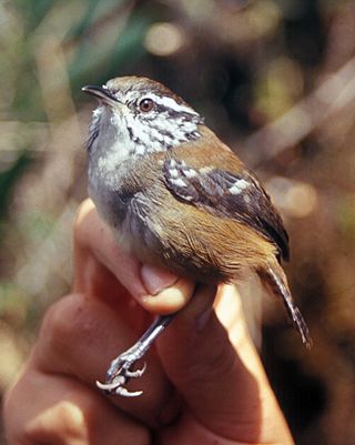 <span class="mw-page-title-main">Bar-winged wood wren</span> Species of bird