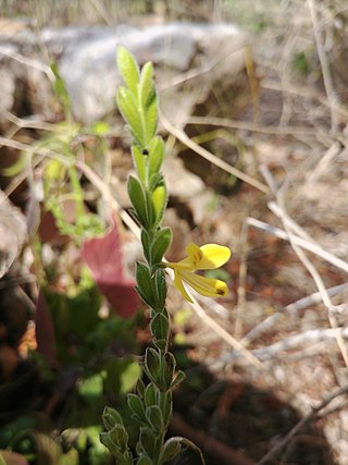 <i>Henrya</i> (plant) Genus of plants