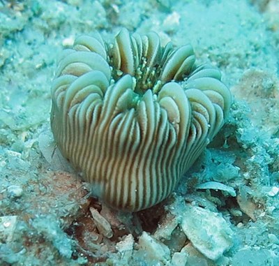 Heterocyathus