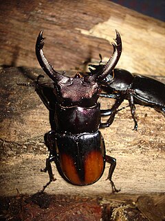 <i>Hexarthrius</i> Genus of beetles