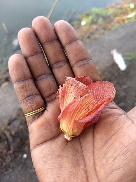 File:Hibiscus tiliaceus, beach hibiscus, Taipparutti. flower 2.jpg