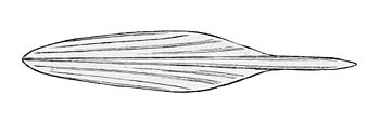 HISTIOTEUTHIS REVERSA gladius.jpg