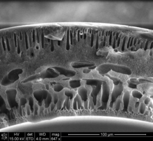 The wall of an ultrafiltration hollow fiber membrane, with characteristic outer (top) and inner (bottom) layers of pores. Hollow fiber membrane wall.png