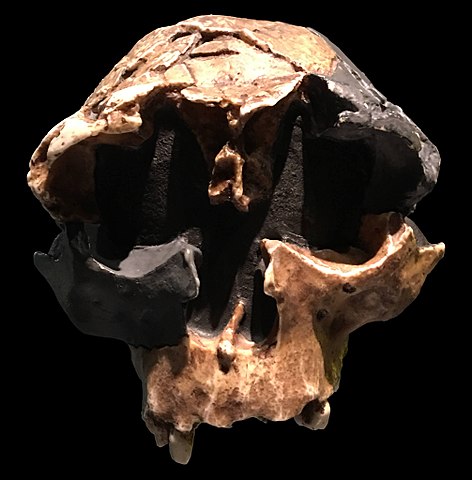 Skalle från ett Homo antecessor-barn.