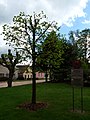 Čeština: Strom přátelství ve městě Horní Cerekev, okres Jihlava. English: Tree of Friendship in the town of Horní Cerekev, Jihlava District, Vysočina Region, Czech Republic.