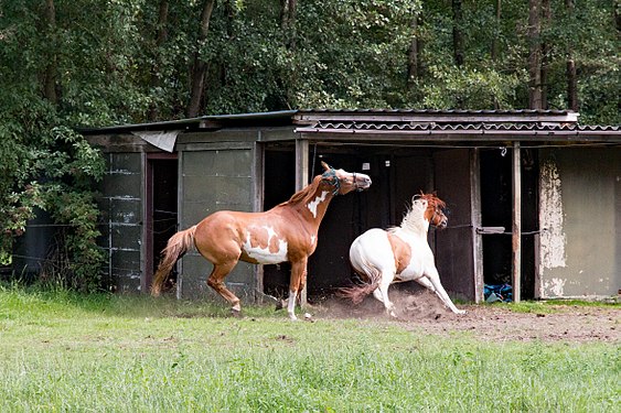 Horse shed