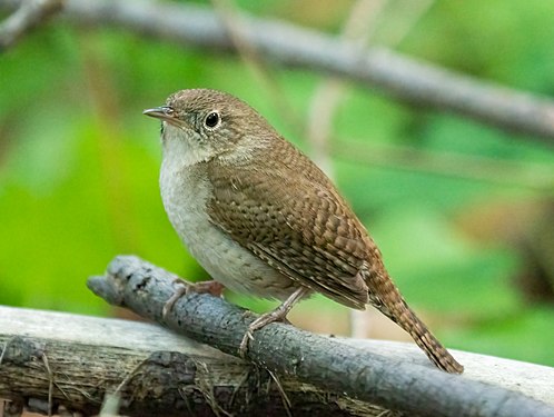 House wren in Prospect Park