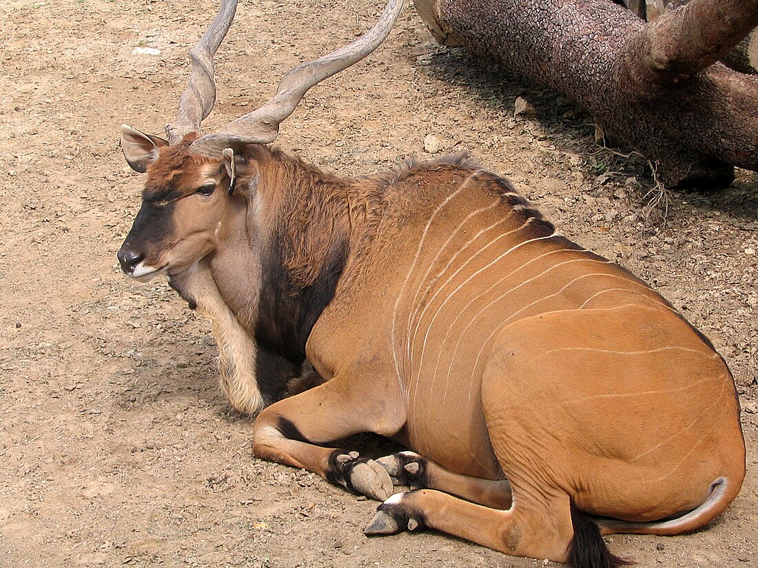 Taurotragus