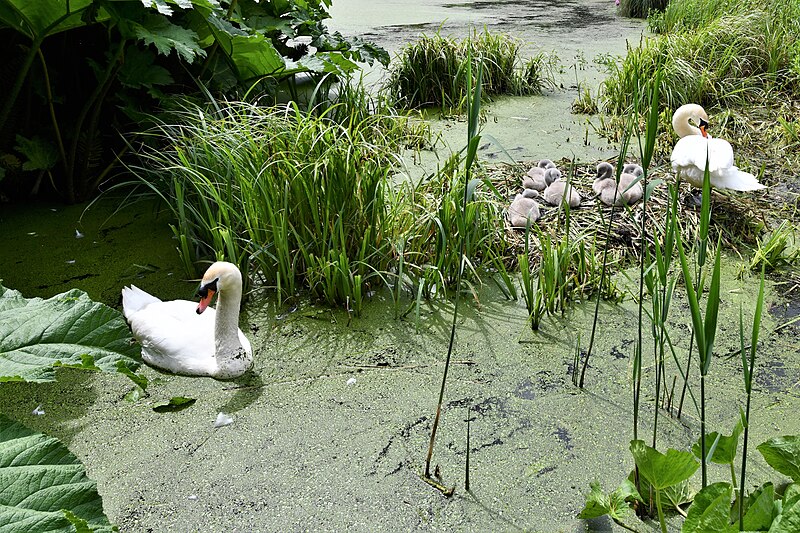 File:Hoveton Hall Gardens, Swans and their cygnets in the Water Garden 3 - geograph.org.uk - 6181502.jpg