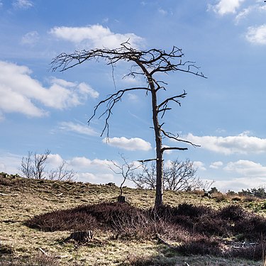 Hulshorster sand. This dead tree looks very lonely on the living sand drift.