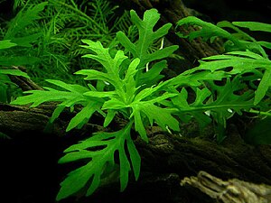 Hygrophila difformis.jpg