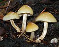 Hypholoma capnoides