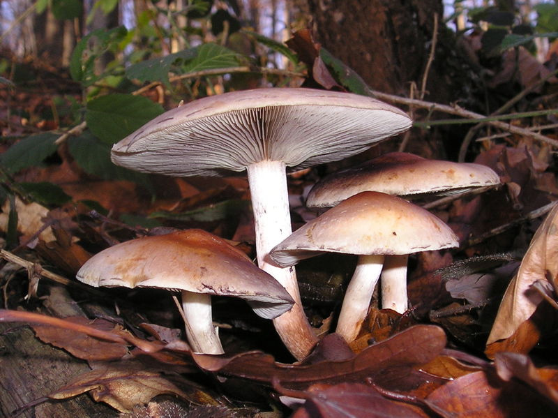 File:Hypholoma sublateritium 031207w.jpg