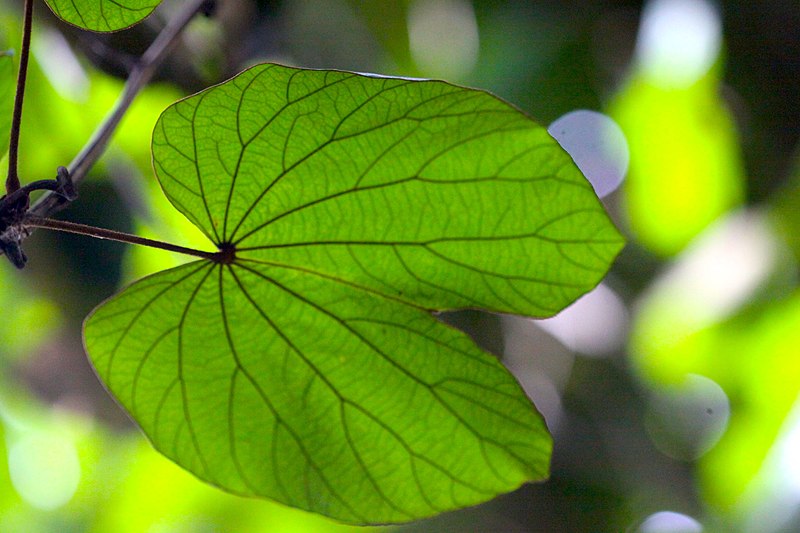 File:IMG 8223 ลักษณะใบ ย่านดาโอ๊ะ (Golden Leave Bauhinia) Photographed by Peak Hora.jpg