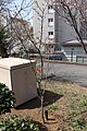 S095 揖斐の二度桜 Ibinonidozakura 全体の写真