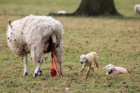 Tập_tin:Ickworth_Park_(NT)_10-03-2012-4.jpg