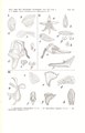 Pteroceras fragrans (as syn. Sarcochilus spathipetalus) tab 115 fig. I in: Johannes Jacobus Smith: Icones Orchidacearum Malayensium II (1938)