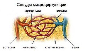 Illu capillary fi.jpg