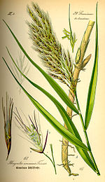 Illusztráció Phragmites australis0.jpg