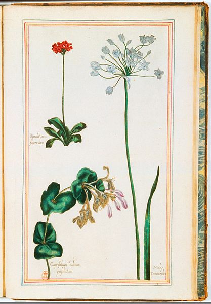 File:Illustrations de Le Jardin du très chrestien Henry IV.f61.jpg