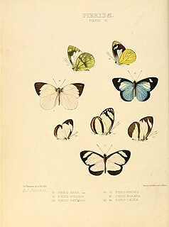 <i>Leptophobia caesia</i> Species of butterfly
