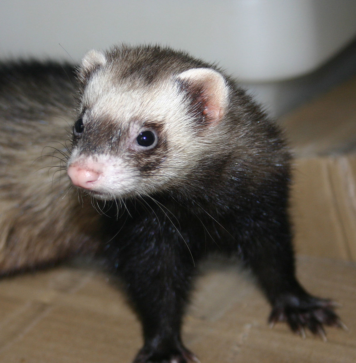 ferret animal