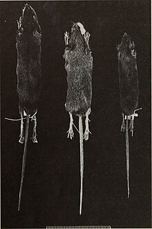 Image from page 5 of "Bulletin of the Natural History Museum Zoology" (1997).jpg