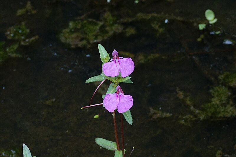 File:Impatiens balsamina 8396.jpg