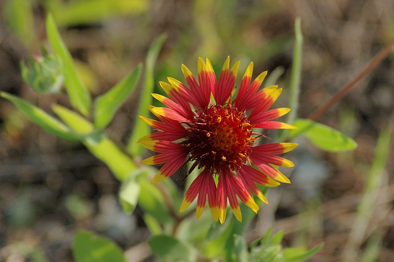 File:Indian Blanket.jpg