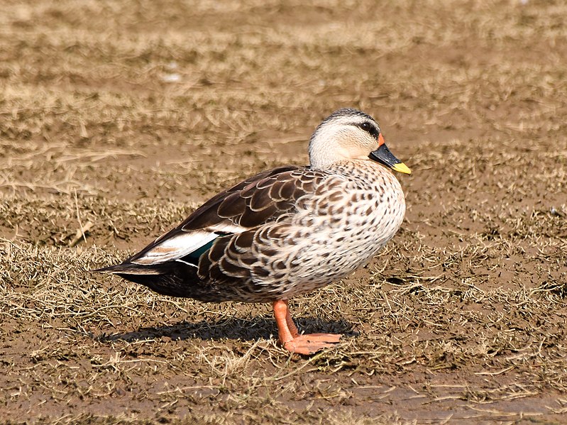 File:Indian Spotbilled Duck Kabini Nagarhole Apr22 D72 23624.jpg