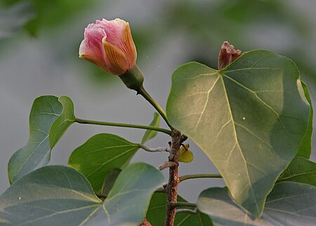 Fail:Indian_Tulip_Tree_(Thespesia_populnea)_flower_&_leaves_in_Kolkata_W_IMG_3529.jpg