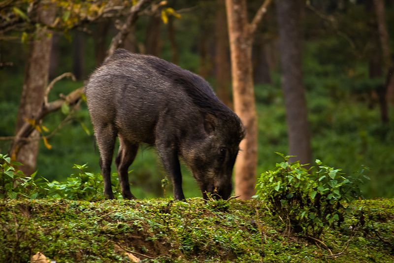 File:Indian Wildboar.jpg